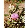 Herboplanet TSA CYNARA SCOLYMUS 50 ML