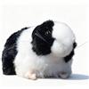 RLOMUTE Peluche cavia nero da 7 pollici morbido e carino adatto per San Valentino regali per feste compagni camera da letto per auto decorazione per la casa regalo per bambini