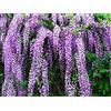 Generico 2 PiantE di Glicine Wisteria rampicante Viola Glicine h80/100 cm in Vaso 16/18 CM AMDGarden