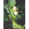MSA CORYLUS AVELLANA 50ML - - 900116120