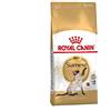 Royal Canin Cibo Gatti Siamese 2 kg