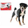 *Camon Cam Pannolini Fascia Per Cani Maschi Mis 1 30/46CM Minsan 974883720