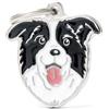 *My family Medaglietta Friends Border Collie - MF03N