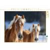 CALVENDO Puzzle Haflinger 1000 pezzi Lege dimensioni 64 x 48 cm foto puzzle immagine di Starick Sigrid