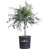 eGarden.store pianta di limone caviale frutto verde albero nano di limone caviale frutto verde pianta nana 4 anni di età pianta vera venduta da eGarden.store