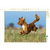 CALVENDO Puzzle Aeroporto Nova Scotia Duck Tolling Retriever 1000 pezzi Lege dimensioni 64 x 48 cm Foto Puzzle di Starick Sigrid
