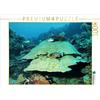 CALVENDO Puzzle Imposante paesaggio subacqueo nell'isola paradiso di Palau! Niemann Ute - Puzzle da 1000 pezzi, 64 x 48 cm
