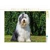 CALVENDO Puzzle Bobtail seduto 1000 pezzi Lege dimensioni 64 x 48 cm foto puzzle immagine di Starick Sigrid