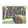 CALVENDO Klatt Arno - Puzzle Calvendo, il piccolo asiatico nelle nostre foreste, 1000 pezzi, dimensioni: 64 x 48 cm