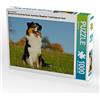CALVENDO Puzzle conosciuto come un cane colorato. Starick Sigrid - Agenda familiare Australian Shepherd, alta 1000 pezzi, dimensioni 64 x 48 cm