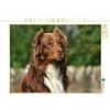 CALVENDO Puzzle conosciuto come un cane colorato. Starick Sigrid - Agenda familiare Australian Shepherd, alta 1000 pezzi, dimensioni 64 x 48 cm