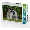 CALVENDO Puzzle Havaneser 1000 pezzi Lege dimensioni 64 x 48 cm foto puzzle immagine di Starick Sigrid
