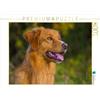 CALVENDO Puzzle Nova Scotia Duck Tolling Retriever Portaritratti 1000 pezzi Lege dimensioni 64 x 48 cm foto puzzle immagine di Starick Sigrid