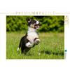 CALVENDO Puzzle conosciuto come un cane colorato. Starick Sigrid - Agenda familiare Australian Shepherd, alta 1000 pezzi, dimensioni 64 x 48 cm