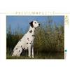 CALVENDO Starick Sigrid - Puzzle con dalmata sull'acqua, 1000 pezzi, dimensioni: 64 x 48 cm