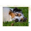 CALVENDO Puzzle conosciuto come un cane colorato. Starick Sigrid - Agenda familiare Australian Shepherd, alta 1000 pezzi, dimensioni 64 x 48 cm