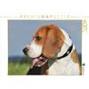CALVENDO Puzzle Beagle - Ritratto di un Rüden 1000 pezzi Lege dimensioni 64 x 48 cm foto Puzzle di Starick Sigrid