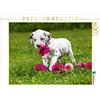 CALVENDO Dzierzawa Judith - Puzzle da 1000 pezzi, soggetto: cucciolo di dalmata, dimensioni: 64 x 48 cm, colore: Rosa