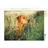 CALVENDO Puzzle Labrador foxred im Kornfeld 1000 pezzi Lege dimensioni 64 x 48 cm Foto Puzzle di Strunz Cornelia