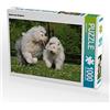 CALVENDO Puzzle Bobtails 1000 pezzi Lege dimensioni 64 x 48 cm foto puzzle immagine di Starick Sigrid