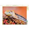 CALVENDO Puzzle Landleguan 1000 pezzi Lege dimensioni 64 x 48 cm foto puzzle immagine di del Campo Enrique