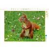 CALVENDO Puzzle scoiattolo - Imm nuovamente dolce 1000 pezzi Lege dimensioni 64 x 48 cm foto puzzle di N N