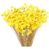 Larber 300 Pezzi Steli Di Fiori Secchi Margherita Essiccato Brasiliano Giallo Mini Bouquet Naturali Per Decorare Oggetti Di Scena