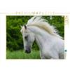 CALVENDO Puzzle Lipizzaner Hengst Pluto Darina 1000 pezzi Lega dimensioni 64 x 48 cm foto Puzzle di Starick Sigrid