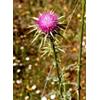 TSA SYLIBUM MARIANUM 50 ML