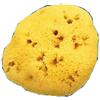 Farmacare Spugna Naturale Fori L 10/11 Cm 7