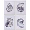 Home ESPRIT QUADRO LUCOLA 60X2.5X80 CM (4 PEZZI)