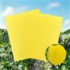 JurciCat 40 Trappole Appiccicose Per Insetti 20cmx15cm Adesivi Gialli Moscerini Del Fungo Per Contrastare Moscerini Del Fungo Afidi Nematodi Adesivi Gialli Premium Trappola Per Mosche