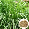 Roadoor Semi di citronella, 200 Pz/borsa Semi da giardino Non OGM Crescita rapida Germinazione elevata Nutriente Buona pianta da raccolto Giardinaggio prolifico Semi