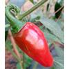 GHINO DI TACCO SEMI PEPERONCINI--BIG JALAPENO PICCANTE+ GUIDA COLTIVAZIONE
