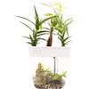 Back to the Roots Indoor Hydroponic Garden - 3 Gallon Self Watering, Mess-Free Planter for Herbs, Microgreens, Bamboo, Succulents, and Houseplants, Green