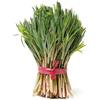 Generic 500 Semi Di Piante Di Citronella Piante Resistenti In Vaso Semi Di Citronella Piante Resistenti, Regalo Da Giardino Piante Esotiche Resistenti Cucina Dell'Orto Delle Erbe Aromatiche