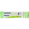 BOIRON Lachesis mutus 5ch gr bo - 800023448 - igiene-e-salute/rimedi-omeopatici/globuli-e-granuli