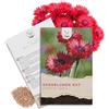 HAPPY SEED Semi di Fiordaliso (Centaurea cyanus) - Fiori splendidamente luminosi con lungo periodo di fioritura per un prato fiorito (Rosso, 1000 semi, 80 cm)