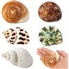 SKOOLOVE 5 Pezzi di Conchiglie di Paguro Medie e Grandi, Conchiglie di Mare Naturali, Dimensioni 5,5-9 cm, Apertura 3,5-5 cm, Conchiglie Turbo per Forniture di Paguri e Decorazioni da Spiaggia