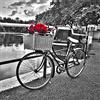 International Graphics - Immagine finita - Assaf, Frank - ''Romantic Roses I''- 30 x 30 cm - Stampa diretta su acrilico