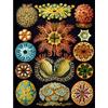 Wee Blue Coo NATURE ART HAECKEL ERNST PLANKTON SEA BIOLOGY GERMANY VINTAGE POSTER PRINT 12x16 inch 30x40cm Natura Biologia Tedesco Vintage ▾ Manifesto