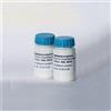 PROVISTON | Vernice ritocco per battiscopa | Colore correttore battiscopa | Bianco | RAL 9010 | 50 ml