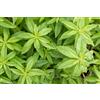 Generico Pianta di Citronella Lippia Citriodora aromatica profumata anti zanzare vs16