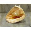 CONCHIGLIA Naturale 22 cm mare CASSIS CORNUTa collezione 100% naturale gigante
