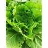 Magic Garden Seeds Cavolo cinese 'Wong Bok' (Brassica rapa subsp. pekinensis) - circa 200 semi