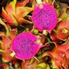 Générique 50 Semi frutti del DRAGON - Pitaya Rosso Sanguino - Hylocereus costaricensis - Frutta Fiore Giardino - 291