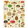Cavallini & Co. 1000 Piece Vintage Puzzle, Mushrooms (PZL/MUSH)