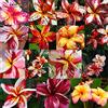 SVI Semi Plumeria frangipani fresco semi Rare reale Super Virus Plumeria rubra Mix semi R16