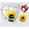 Passionefiori.it Cubo Girasole Stabilizzato 8cm con Fondo Effetto Acqua. Girasole eterno, idea regalo fidanzata, Mamma, Natale,Compleanno,Anniversario
