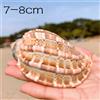 Maggiore Arpa Naturale Mare Conchiglia Acquario Pesce Soprammobile Casa Attuale